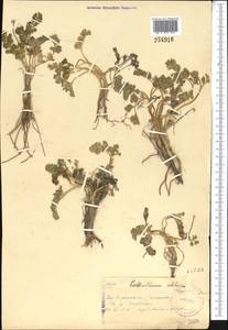 Callianthemum alatavicum Freyn, Middle Asia, Western Tian Shan & Karatau (M3) (Kazakhstan)