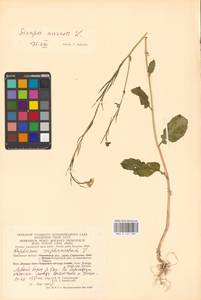Rhamphospermum arvense (L.) Andrz. ex Besser, Eastern Europe, Central region (E4) (Russia)