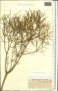 Bilacunaria microcarpa (M. Bieb.) Pimenov & V. N. Tikhom., Caucasus, Azerbaijan (K6) (Azerbaijan)