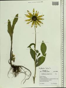 Rudbeckia hirta L., Eastern Europe, Central region (E4) (Russia)