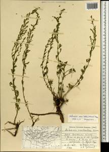 Artemisia macilenta (Maxim.) Krasch., Mongolia (MONG) (Mongolia)