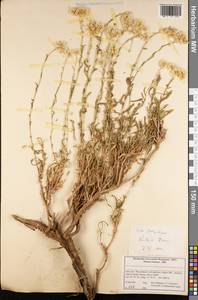 Helichrysum, South Asia, South Asia (Asia outside ex-Soviet states and Mongolia) (ASIA) (Iran)