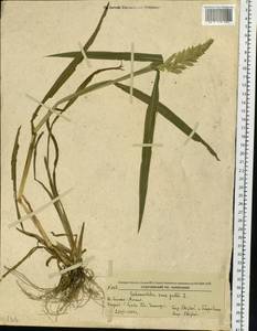 Echinochloa crus-galli (L.) P.Beauv., Siberia, Russian Far East (S6) (Russia)