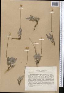 Richteria semenovii (Herder) Sonboli & Oberpr., Middle Asia, Northern & Central Tian Shan (M4) (Kazakhstan)