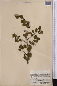 Cotoneaster melanocarpus G. Lodd., Middle Asia, Northern & Central Tian Shan (M4) (Kyrgyzstan)