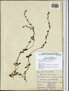 Veronica serpyllifolia L., Eastern Europe, Central region (E4) (Russia)