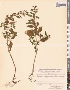 Mentha arvensis var. piperascens Malinv. ex Holmes, Siberia, Russian Far East (S6) (Russia)