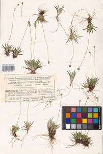 Tofieldia pusilla (Michx.) Pers., Eastern Europe, Northern region (E1) (Russia)