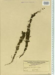 Utricularia minor L., Eastern Europe, Volga-Kama region (E7) (Russia)