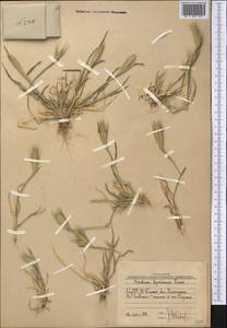 Hordeum murinum subsp. leporinum (Link) Arcang., Middle Asia, Western Tian Shan & Karatau (M3) (Uzbekistan)