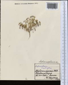 Psammogeton capillifolium (Regel & Schmalh.) Mousavi, Mozaff. & Zarre, Middle Asia, Pamir & Pamiro-Alai (M2) (Kyrgyzstan)