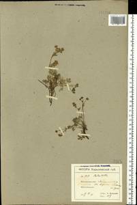 Potentilla cinerea subsp. incana (G. Gaertn., B. Mey. & Scherb.) Asch., Eastern Europe, North Ukrainian region (E11) (Ukraine)