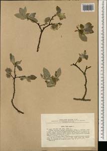 Salix capusii Franch., South Asia, South Asia (Asia outside ex-Soviet states and Mongolia) (ASIA) (Turkey)
