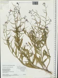 Chorispora tenella (Pall.) DC., Eastern Europe, Central region (E4) (Russia)