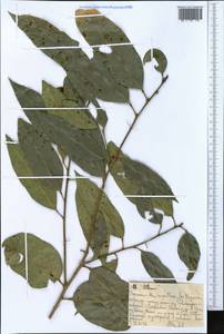 Magnoliopsida, Africa (AFR) (Ethiopia)
