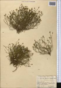 Askellia flexuosa (Ledeb.) W. A. Weber, Middle Asia, Pamir & Pamiro-Alai (M2) (Kyrgyzstan)