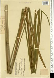 Typha laxmannii Lepech., Crimea (KRYM) (Russia)