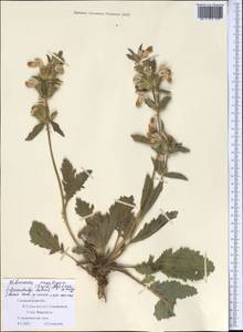 Phlomoides labiosa (Bunge) Adylov, Kamelin & Makhm., Middle Asia, Pamir & Pamiro-Alai (M2) (Uzbekistan)