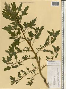 Chenopodium ficifolium Sm., Eastern Europe, Moscow region (E4a) (Russia)