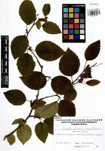 Alnus alnobetula subsp. fruticosa (Rupr.) Raus, Siberia, Baikal & Transbaikal region (S4) (Russia)