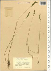 Briza humilis M.Bieb., Caucasus, Black Sea Shore (from Novorossiysk to Adler) (K3) (Russia)