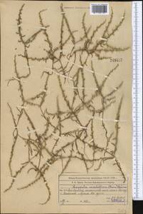 Rochelia sessiliflora (Boiss.) Khoshsokhan & Kaz. Osaloo, Middle Asia, Western Tian Shan & Karatau (M3) (Kazakhstan)