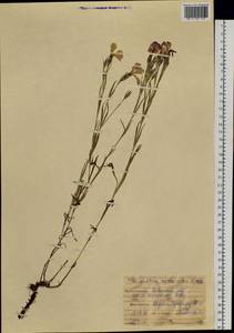 Dianthus chinensis L., Siberia, Baikal & Transbaikal region (S4) (Russia)