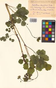 Thalictrum baicalense Turcz. ex Ledeb., Siberia, Russian Far East (S6) (Russia)