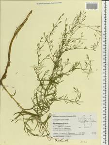 Gypsophila paniculata L., Eastern Europe, Central region (E4) (Russia)