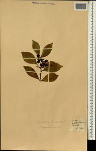 Magnoliaceae, Africa (AFR) (Portugal)