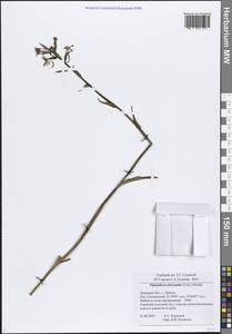 Platanthera chlorantha (Custer) Rchb., Eastern Europe, Central forest-and-steppe region (E6) (Russia)