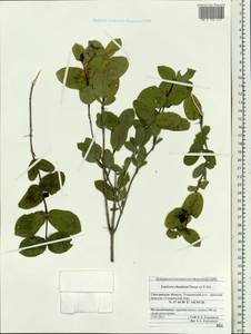 Lonicera chamissoi Bunge, Siberia, Russian Far East (S6) (Russia)