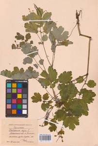 Chelidonium majus L., Eastern Europe, Lower Volga region (E9) (Russia)