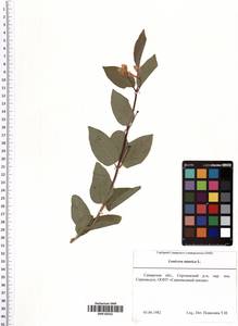 Lonicera tatarica L., Eastern Europe, Middle Volga region (E8) (Russia)