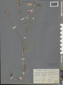 Dianthus chinensis L., Siberia, Baikal & Transbaikal region (S4) (Russia)