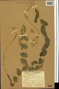 Bupleurum rotundifolium L., Caucasus, Stavropol Krai, Karachay-Cherkessia & Kabardino-Balkaria (K1b) (Russia)