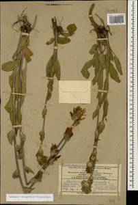 Campanula glomerata subsp. oblongifolia (Kharadze) Fed., Caucasus, Azerbaijan (K6) (Azerbaijan)