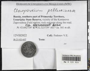Claopodium pellucinerve (Mitt.) Best, Bryophytes, Bryophytes - Russian Far East (excl. Chukotka & Kamchatka) (B20) (Russia)