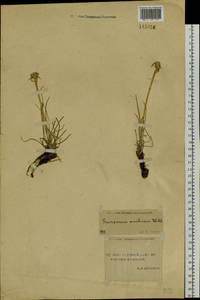 Takhtajaniantha austriaca (Willd.) Zaika, Sukhor. & N. Kilian, Siberia, Yakutia (S5) (Russia)
