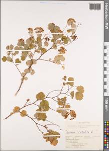 Spiraea trilobata L., Siberia, Altai & Sayany Mountains (S2) (Russia)