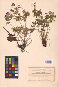 Geranium pratense L., Eastern Europe, Central forest-and-steppe region (E6) (Russia)