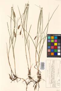 Blysmus compressus (L.) Panz. ex Link, Eastern Europe, Moscow region (E4a) (Russia)