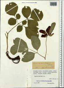 Paeonia caucasica (Schipcz.) Schipcz., Caucasus, North Ossetia, Ingushetia & Chechnya (K1c) (Russia)
