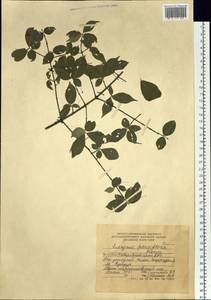 Euonymus verrucosus Scop., Siberia, Russian Far East (S6) (Russia)