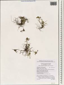 Cyperus michelianus subsp. pygmaeus (Rottb.) Asch. & Graebn., South Asia, South Asia (Asia outside ex-Soviet states and Mongolia) (ASIA) (Israel)