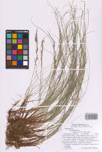 Festuca nigrescens Lam., Eastern Europe, North-Western region (E2) (Russia)