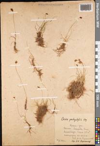 Carex pachystylis J.Gay, Middle Asia, Kopet Dag, Badkhyz, Small & Great Balkhan (M1) (Turkmenistan)