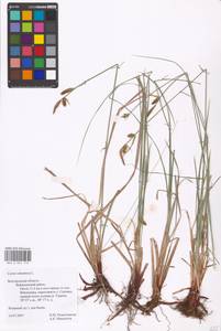 Carex tomentosa L., Eastern Europe, Central forest-and-steppe region (E6) (Russia)