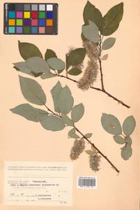 Salix caprea L., Siberia, Chukotka & Kamchatka (S7) (Russia)