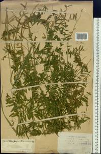 Vicia cracca L., Siberia, Western Siberia (S1) (Russia)